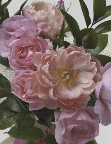 2xpeonies amb marc 4